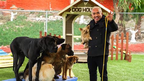 This natural balance (calm, assertive leadership with calm, submissive behavior) nurtures stability and creates a balanced, centered, and happy dog. . Cesar millan leash training